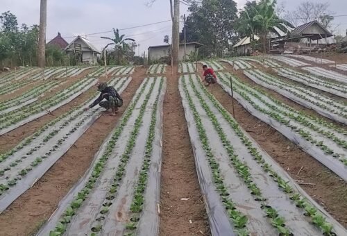 Keberhasilan Program Ketahanan Pangan TMMD Ke-129 di Bangli, Tanaman Pak Coy Menjadi Sorotan