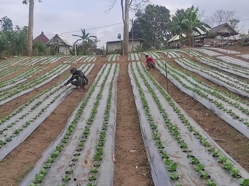 Keberhasilan Program Ketahanan Pangan TMMD Ke-129 di Bangli, Tanaman Pak Coy Menjadi Sorotan
