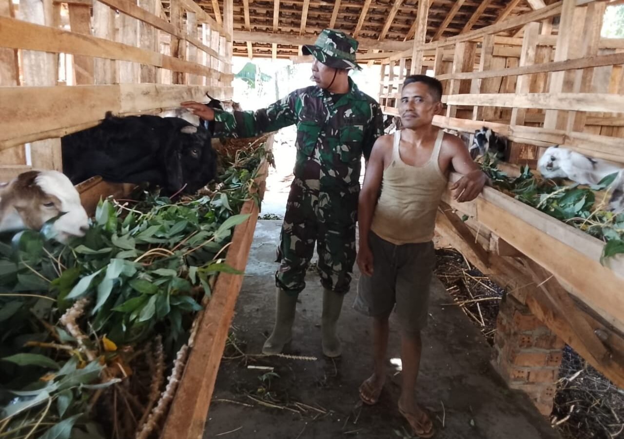 Kolaborasi TNI dan Peternak, TMMD Ke-129 Mendorong Ketahanan Pangan di Lampung Utara