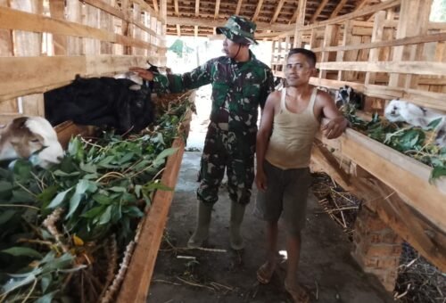 Kolaborasi TNI dan Peternak, TMMD Ke-129 Mendorong Ketahanan Pangan di Lampung Utara