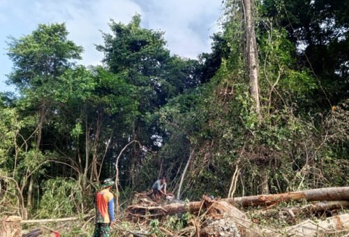 Pohon Tumbang Dimanfaatkan Satgas TMMD untuk Material Renovasi RTLH di Desa Pulau Dua