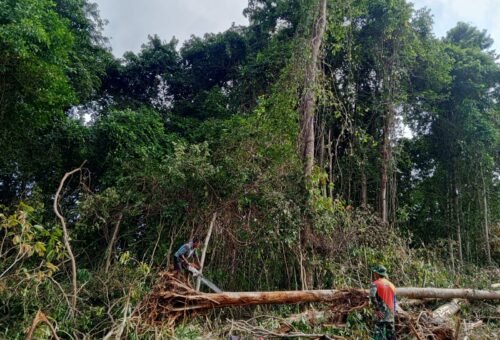 Satgas TMMD dan Warga Olah Kayu Pohon Tumbang Jadi Material Renovasi RTLH