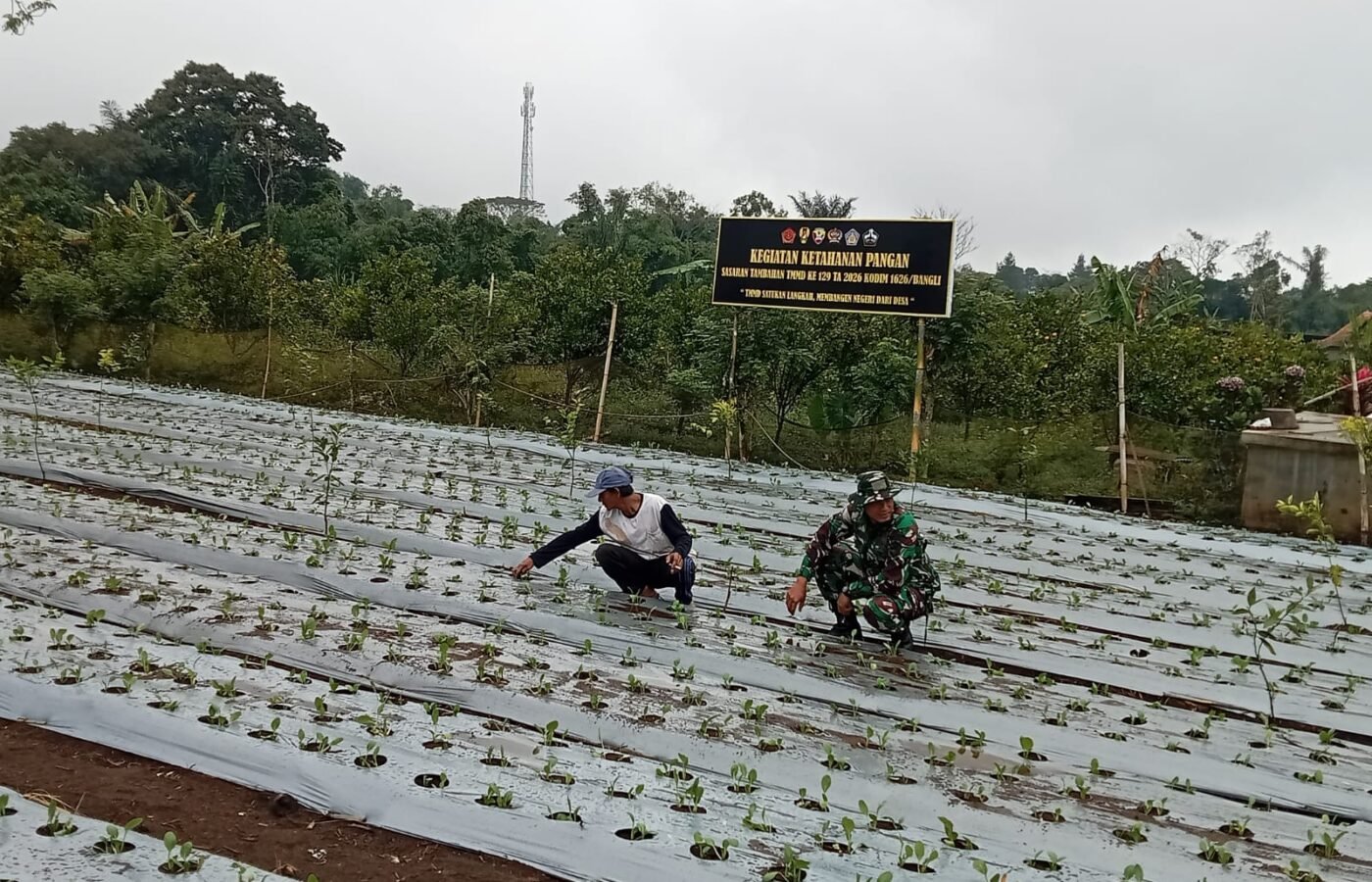 Sertu Budiarta Rutin Cek Tanaman Pakcoy Demi Sukseskan Program Ketahanan Pangan TMMD