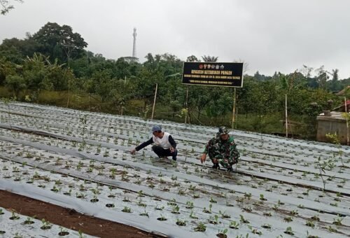 Sertu Budiarta Rutin Cek Tanaman Pakcoy Demi Sukseskan Program Ketahanan Pangan TMMD