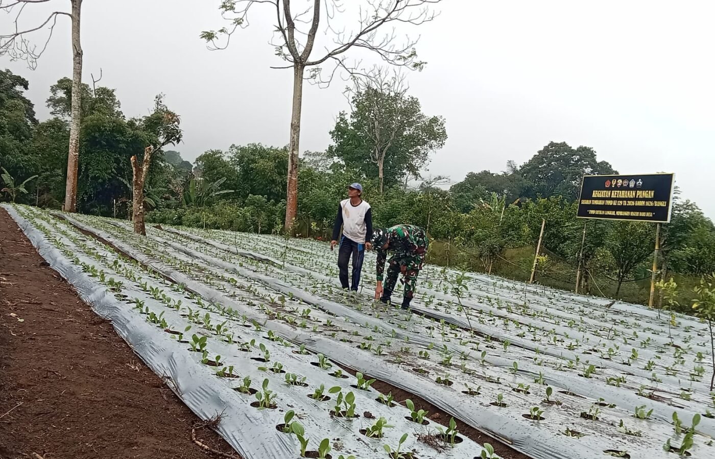 Satgas TMMD dan Warga Bersinergi Rawat Kebun Pakcoy di Desa Sekardadi