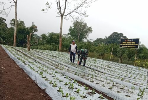 Satgas TMMD dan Warga Bersinergi Rawat Kebun Pakcoy di Desa Sekardadi
