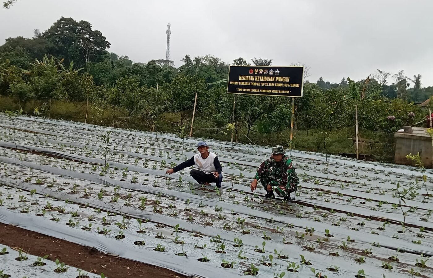 Program Ketahanan Pangan TMMD Bangli Dorong Warga Manfaatkan Lahan Produktif