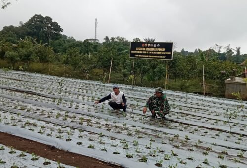 Program Ketahanan Pangan TMMD Bangli Dorong Warga Manfaatkan Lahan Produktif