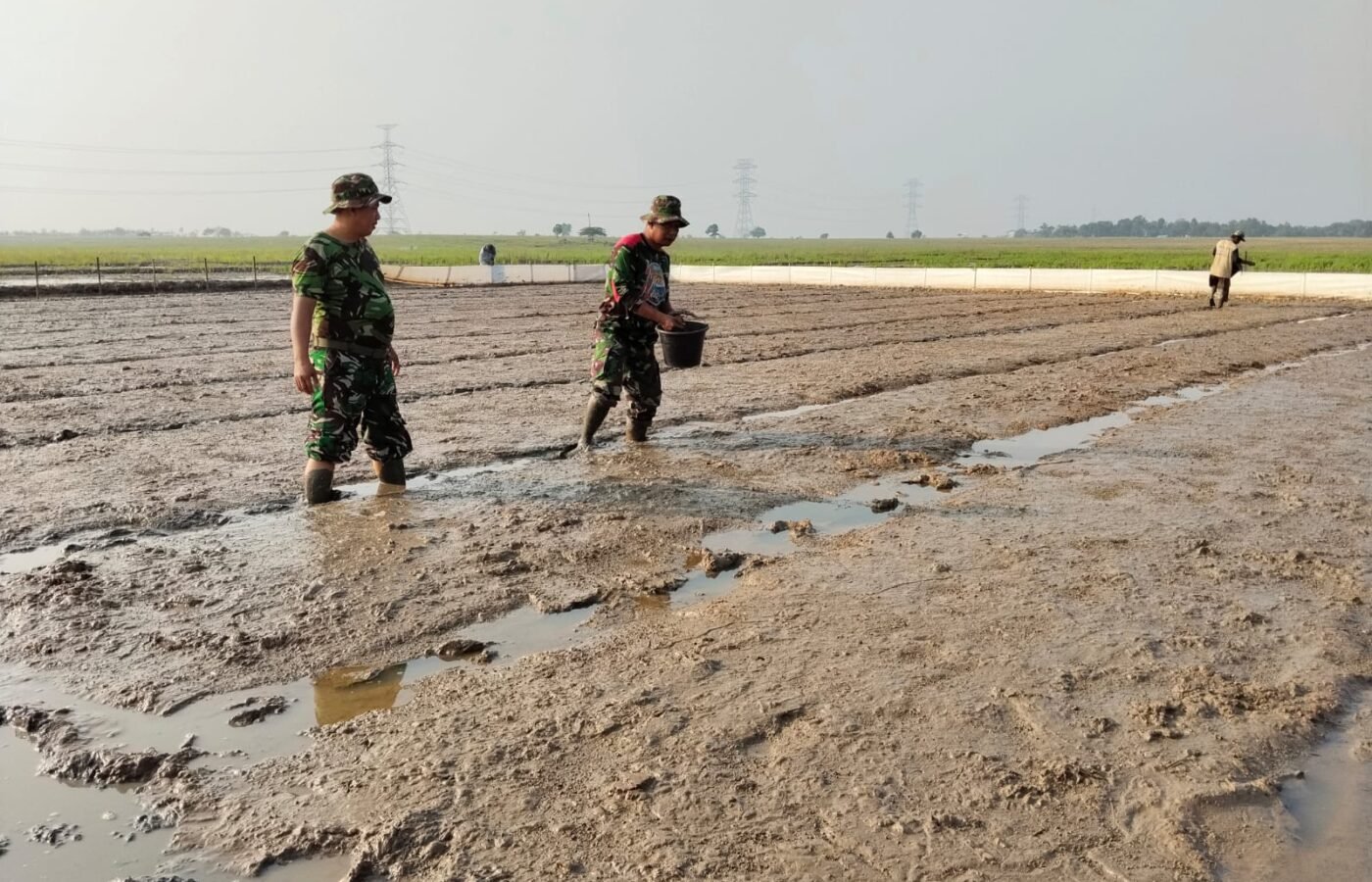 TMMD ke-129 Kodim 0620/Kab. Cirebon Mulai Pembibitan Padi 1 Hektar untuk Dukung Ketahanan Pangan