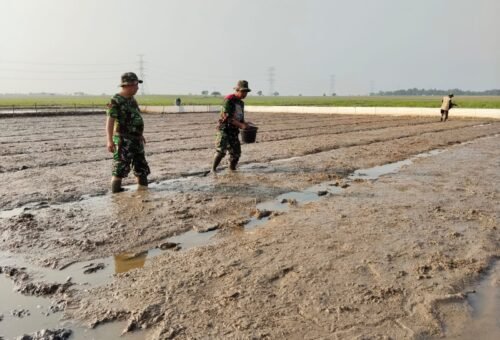 TMMD ke-129 Kodim 0620/Kab. Cirebon Mulai Pembibitan Padi 1 Hektar untuk Dukung Ketahanan Pangan