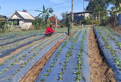 Perawatan Rutin Tanaman Pakcoy oleh Satgas TMMD Ke-129 Kodim 1626/Bangli