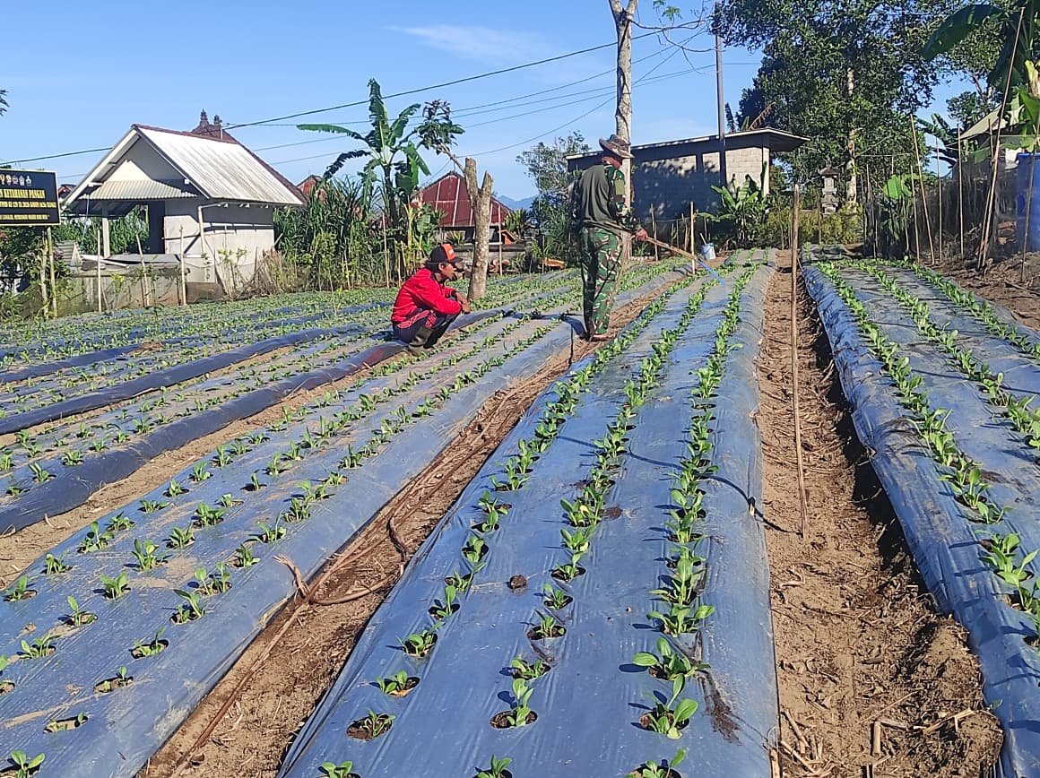 Perawatan Rutin Tanaman Pakcoy oleh Satgas TMMD Ke-129 Kodim 1626/Bangli