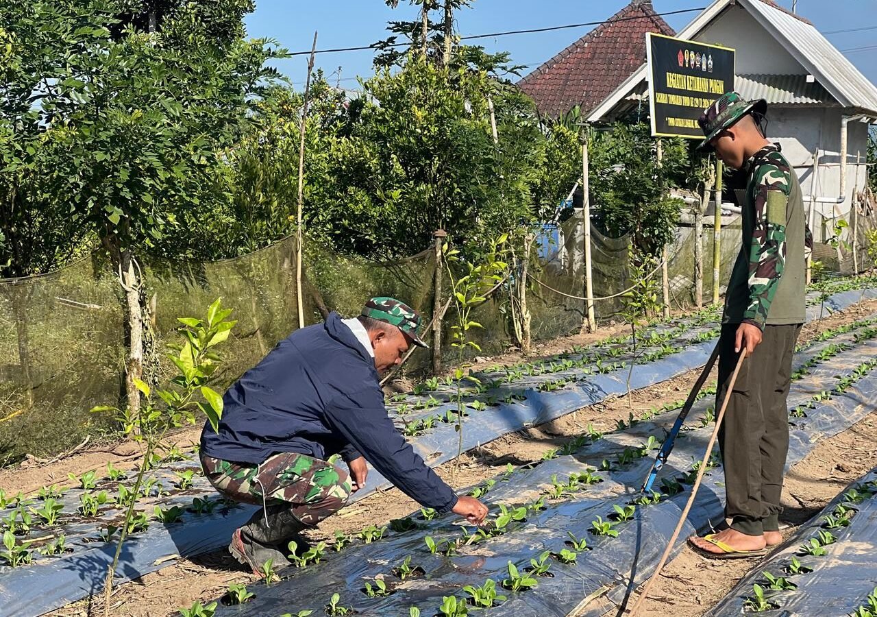 Upaya Satgas TMMD Ke-129 Kodim 1626/Bangli Dalam Pengembangan Tanaman Pakcoy