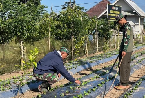 Upaya Satgas TMMD Ke-129 Kodim 1626/Bangli Dalam Pengembangan Tanaman Pakcoy