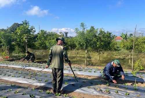 Satgas TMMD Ke-129 Kodim 1626/Bangli Dukung Pertanian Melalui Perawatan Pakcoy