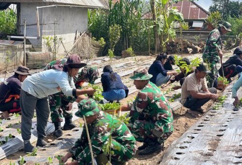 Peninjauan Program Ketahanan Pangan TMMD Ke-129 di Desa Sekardadi
