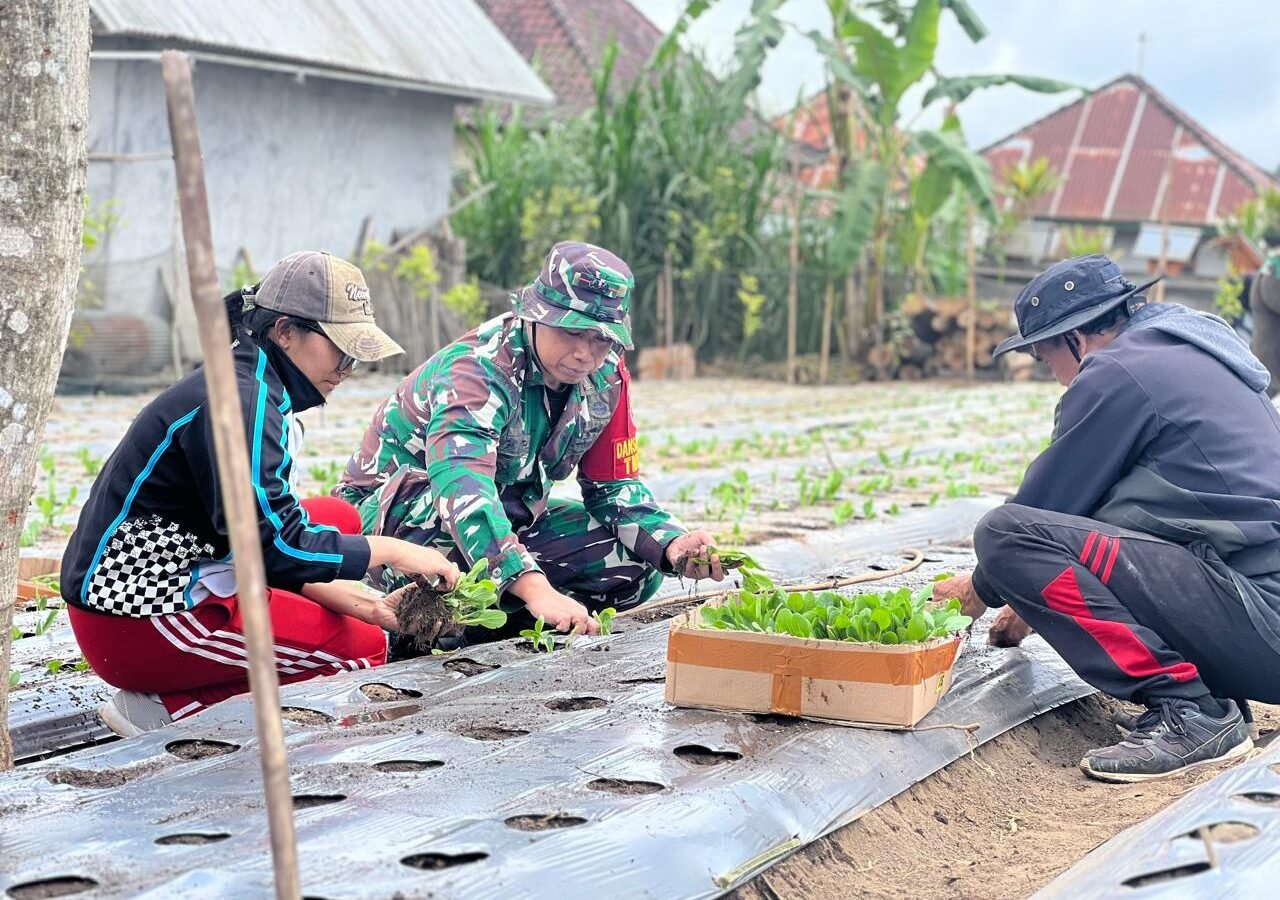 Kolaborasi TNI dan Masyarakat: Penanaman Pakcoy dalam TMMD Ke-129