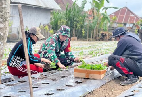 Kolaborasi TNI dan Masyarakat: Penanaman Pakcoy dalam TMMD Ke-129