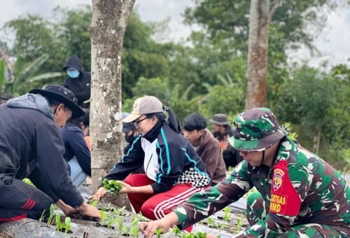 Inisiatif Satgas TMMD Ke-129 Kodim 1626/Bangli dalam Meningkatkan Ketahanan Pangan Lewat Budidaya Pakcoy
