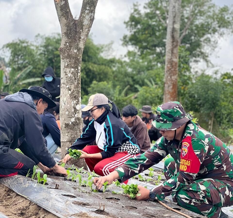 Inisiatif Satgas TMMD Ke-129 Kodim 1626/Bangli dalam Meningkatkan Ketahanan Pangan Lewat Budidaya Pakcoy