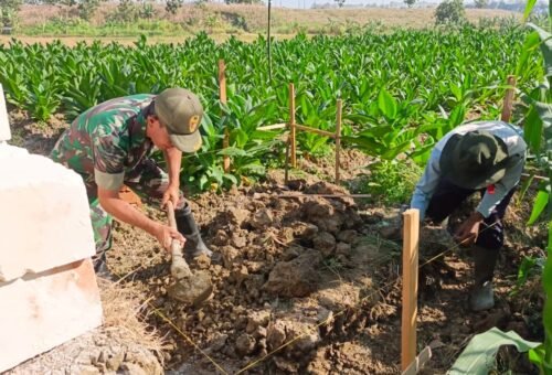 Pembangunan Tandon Air Irigasi Jadi Harapan Baru Petani Jagung