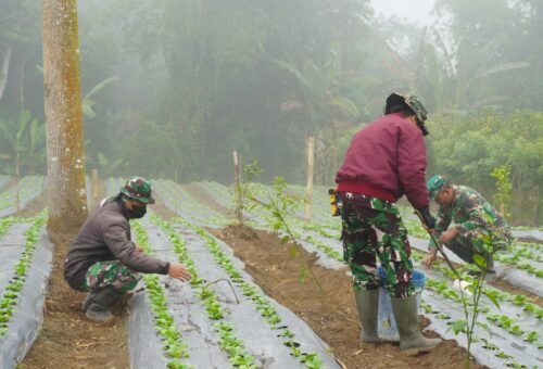Dukungan Satgas TMMD Ke-129 Kodim 1626/Bangli dalam Ketahanan Pangan Melalui Perawatan Tanaman