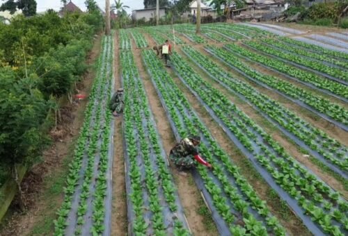 Kehijauan Lahan Pakcoy di Sekardadi Tandai Keberhasilan TMMD Ke-129