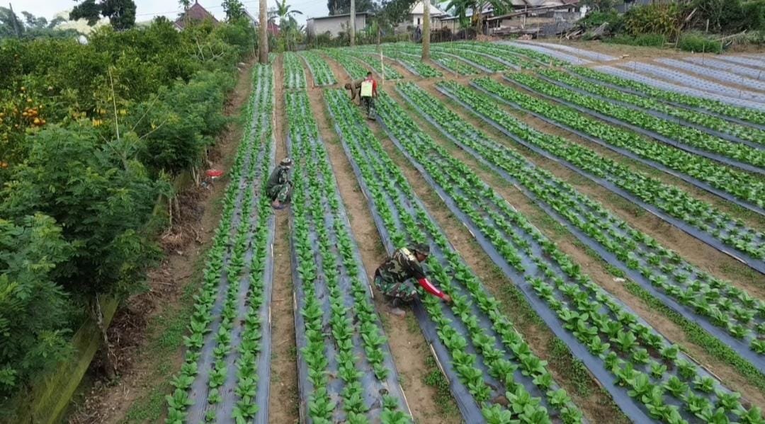 Kehijauan Lahan Pakcoy di Sekardadi Tandai Keberhasilan TMMD Ke-129