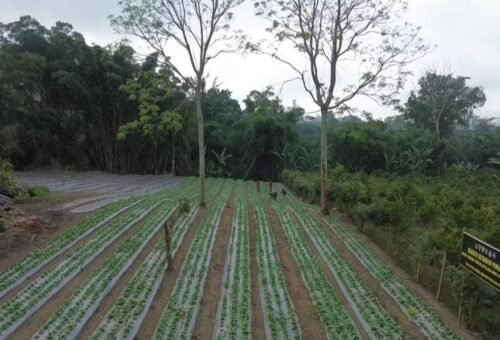 Pengembangan Pakcoy di Desa Sekardadi Dukung Ketahanan Pangan Warga