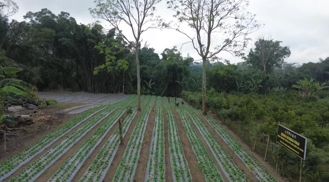 Pengembangan Pakcoy di Desa Sekardadi Dukung Ketahanan Pangan Warga