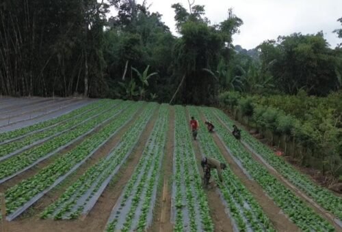 Transformasi Lahan Warga Menjadi Kebun Pakcoy, TMMD Ke-129 Kodim 1626/Bangli Berhasil