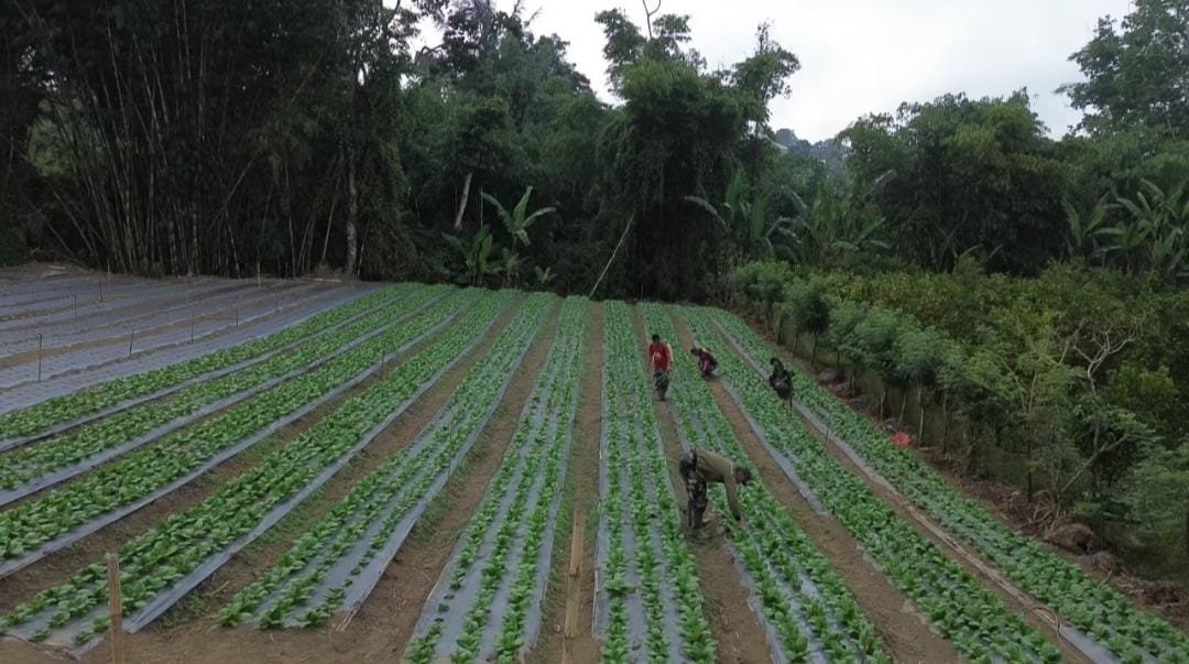 Transformasi Lahan Warga Menjadi Kebun Pakcoy, TMMD Ke-129 Kodim 1626/Bangli Berhasil