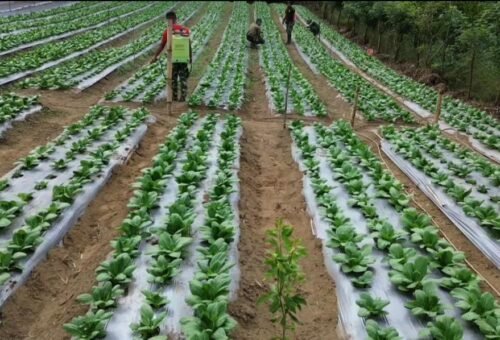Pertumbuhan Pakcoy di TMMD Ke-129 Meningkatkan Kesejahteraan Warga Sekardadi