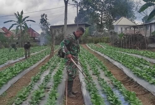 Pengawasan Optimal Tanaman Pakcoy oleh Satgas TMMD Ke-129 di Bangli