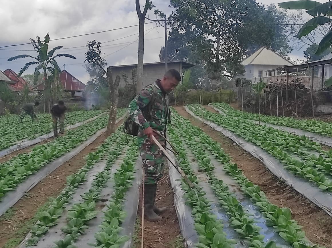 Pengawasan Optimal Tanaman Pakcoy oleh Satgas TMMD Ke-129 di Bangli