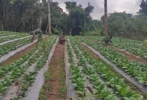 Pemeliharaan Tanaman Pakcoy, Upaya Satgas TMMD Ke-129 di Sekardadi