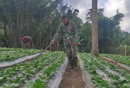 Optimalisasi Lahan 15 Are, Satgas TMMD Ke-129 Tingkatkan Ketahanan Pangan Masyarakat Sekardadi