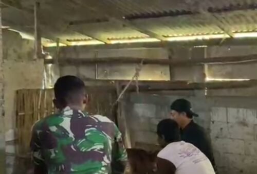 Penyuntikan Kesehatan Hewan Ternak di Desa Kesongo oleh TMMD Ke-129 Kodim 0813/Bojonegoro