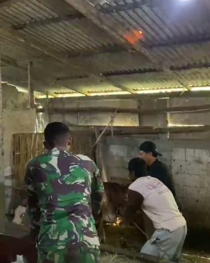 Penyuntikan Kesehatan Hewan Ternak di Desa Kesongo oleh TMMD Ke-129 Kodim 0813/Bojonegoro