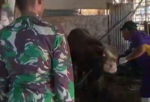Kegiatan TMMD Ke-129 Mendukung Kesehatan Ternak di Desa Kesongo