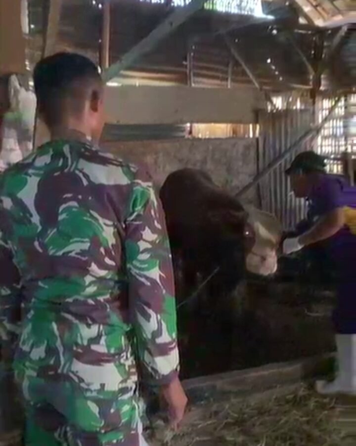 Kegiatan TMMD Ke-129 Mendukung Kesehatan Ternak di Desa Kesongo