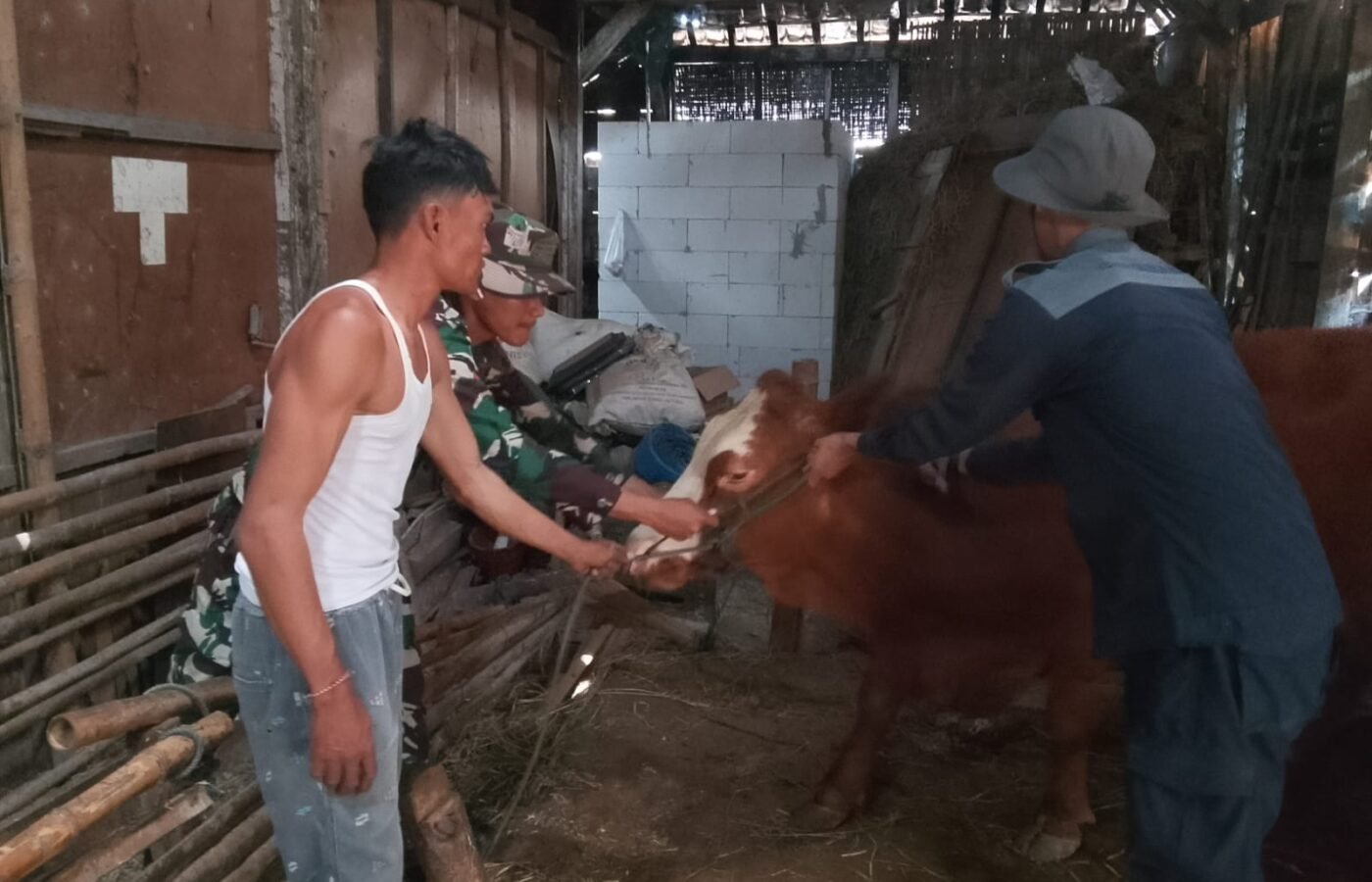Kegiatan Kesehatan Hewan Ternak dalam TMMD Ke-129 di Bojonegoro