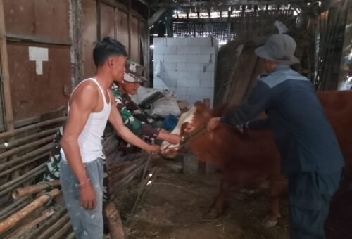 Kegiatan Kesehatan Hewan Ternak dalam TMMD Ke-129 di Bojonegoro