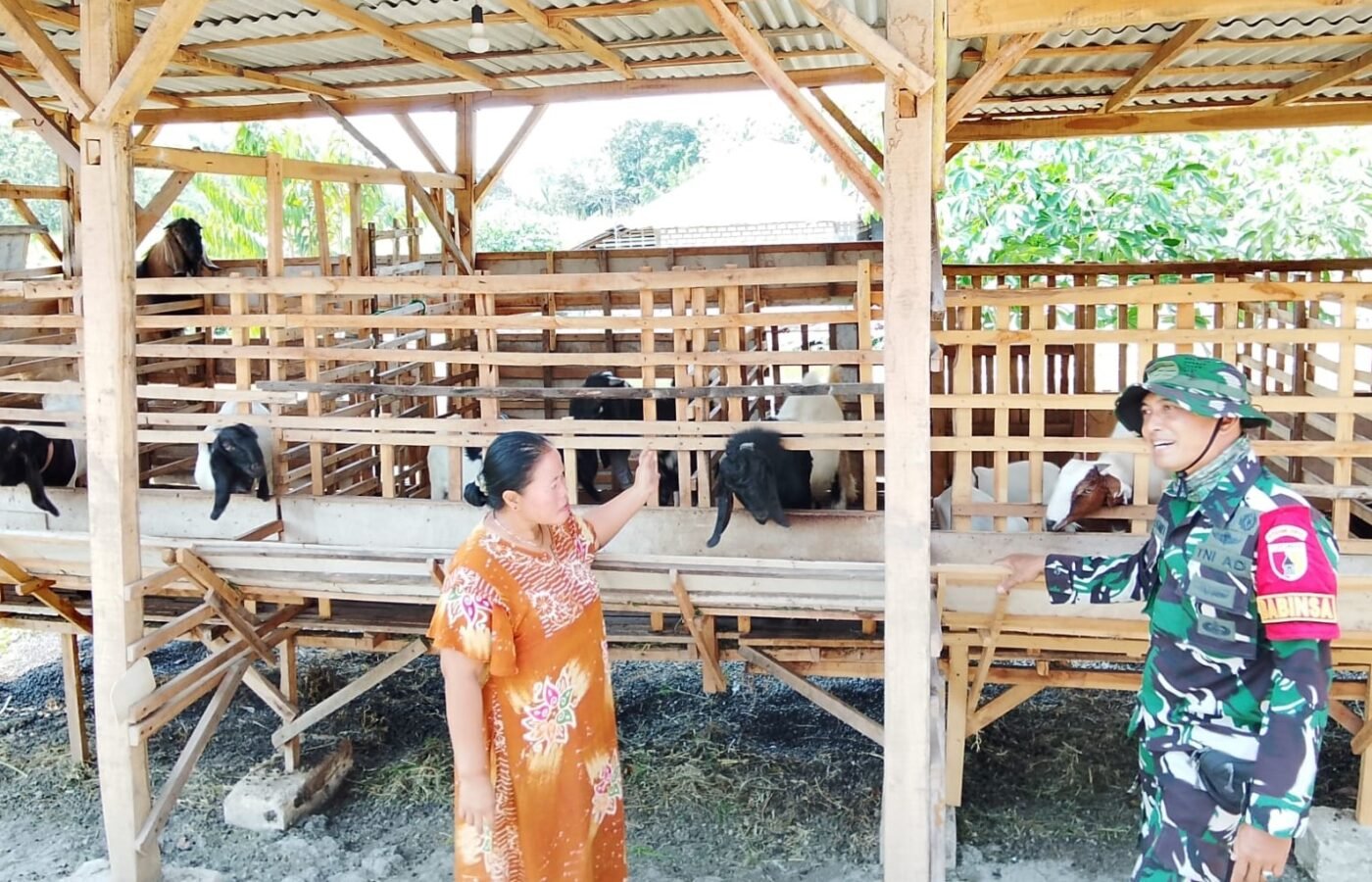 Babinsa Kesongo: Membangun Hubungan Lewat Pertanian Kambing