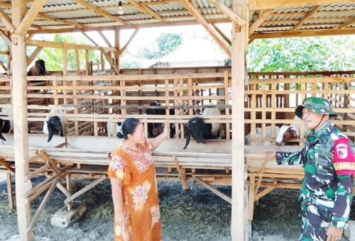 Babinsa Kesongo: Membangun Hubungan Lewat Pertanian Kambing