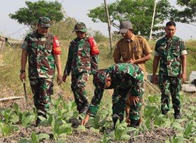 TMMD 129 Bojonegoro: Harapan Baru bagi Petani Tembakau di Kesongo