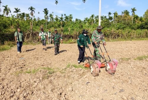 Sinergi TNI dan Dinas Pertanian Pidie, Warga Diajari Tanam Jagung untuk Ketahanan Pangan
