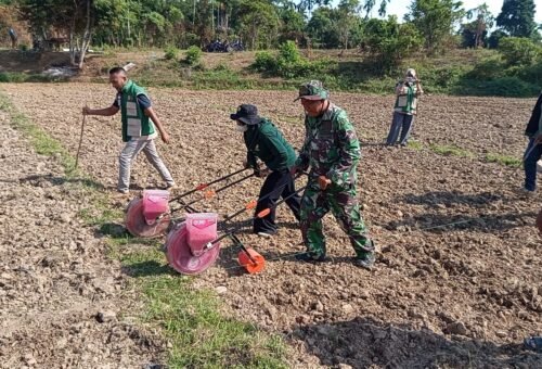 Kolaborasi TNI dan Penyuluh Pertanian Kembangkan Budidaya Jagung di Pidie