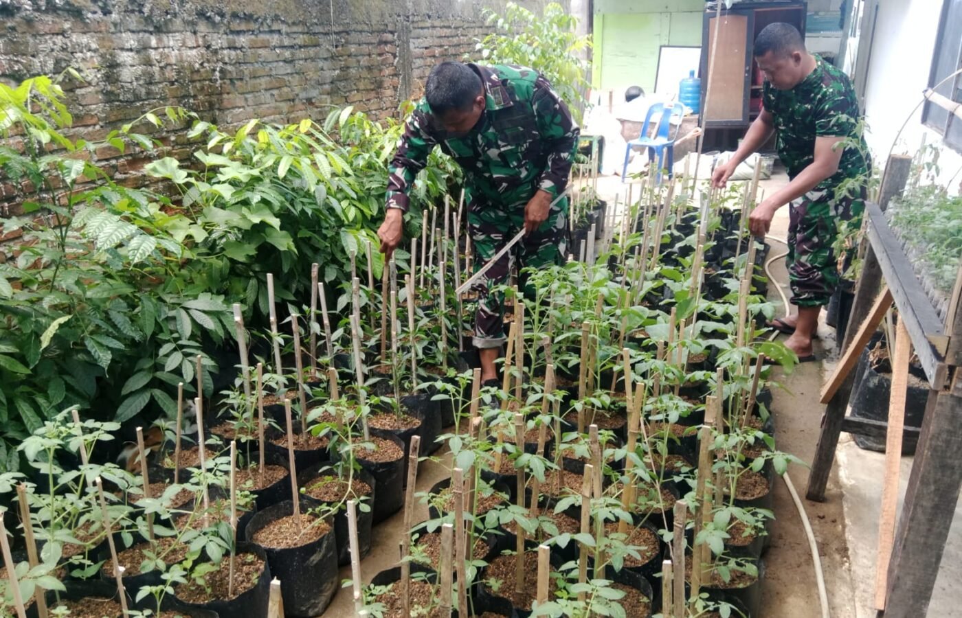Upaya TNI dalam Memanfaatkan Lahan Kosong melalui Demplot Pertanian di Pidie