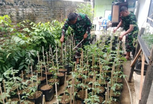 Upaya TNI dalam Memanfaatkan Lahan Kosong melalui Demplot Pertanian di Pidie